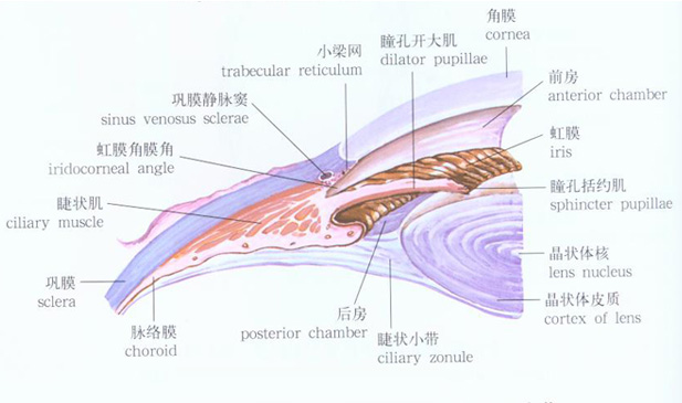 人体眼球解剖示意图人体解剖图