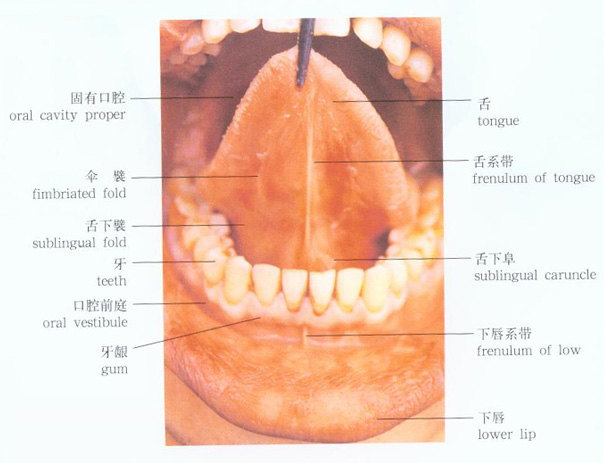 口腔的前壁为唇,侧壁为颊,顶为腭,口腔底为黏膜和肌等结构.