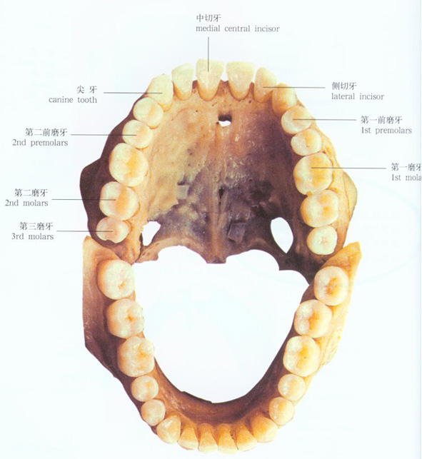 口腔部位解剖示意图-人体解剖图