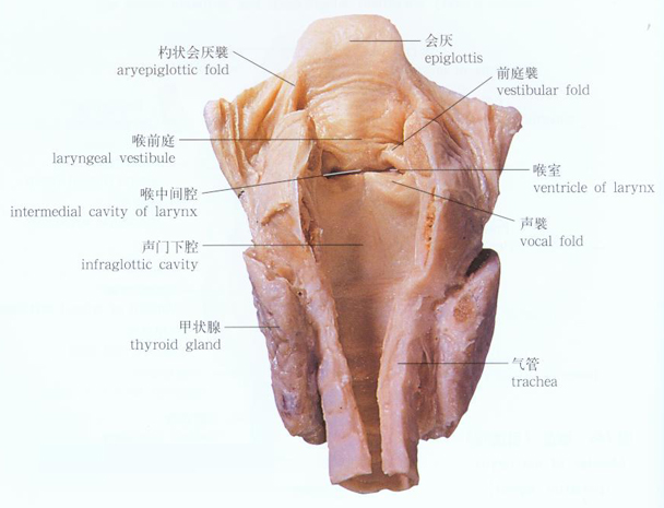人体喉腔解剖示意图-人体解剖图