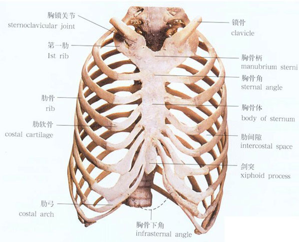 胸廓由12个胸椎,12对肋骨(ribs),和1个胸骨(sternum)借关节,软骨连结