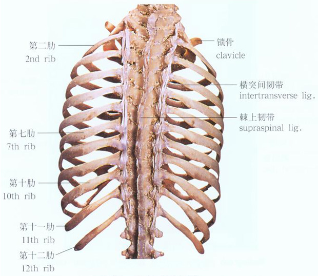 胸廓由12个胸椎,12对肋骨(ribs),和1个胸骨(sternum)借关节,软骨连结