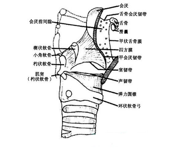 人体咽喉部位解剖图谱人体解剖图