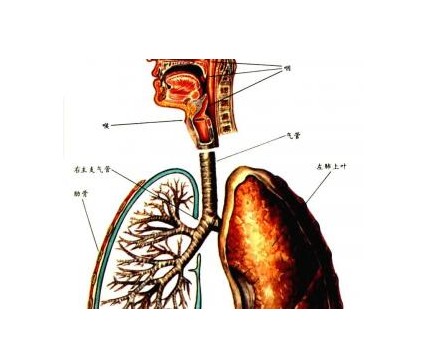 气管位于上纵隔,食道位于后纵隔.