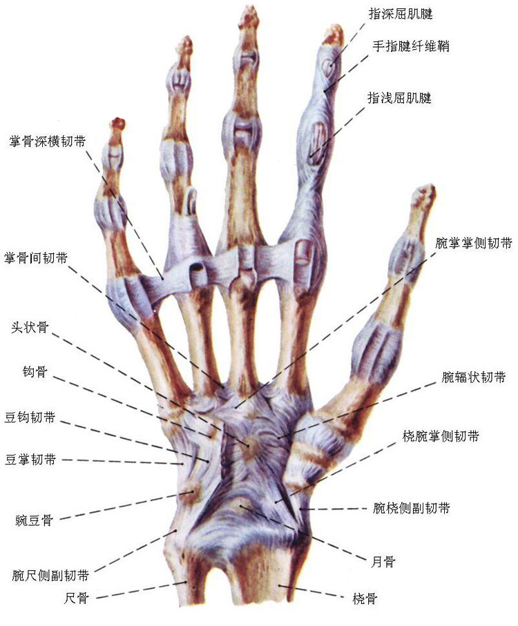 手关节解剖示意图-人体解剖图