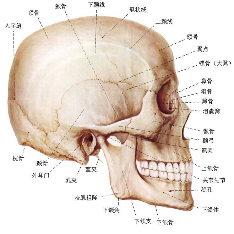 正常人体颅骨解剖图-人体解剖图