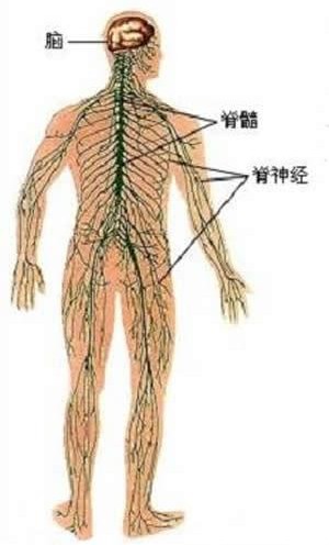 人体内部结构示意图人体解剖图