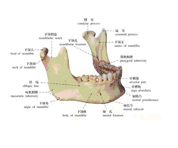 人体下颌骨解剖示意图-人体解剖图