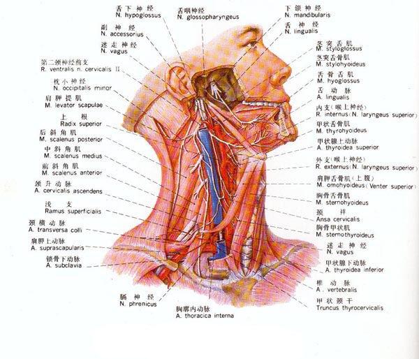 舌下神经解剖示意图-人体解剖图