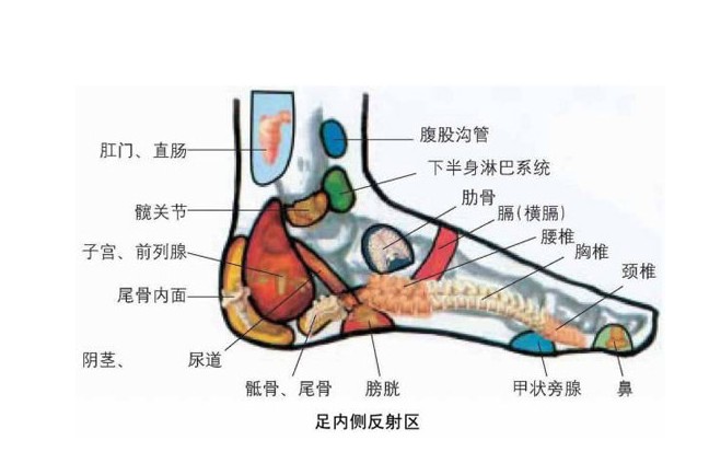 医学医药 医学图库人体各器官和部位在足部有着相对应的区域,可以反映