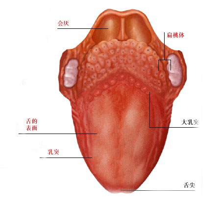 人体舌头解剖示意图 人体解剖图 医学图库