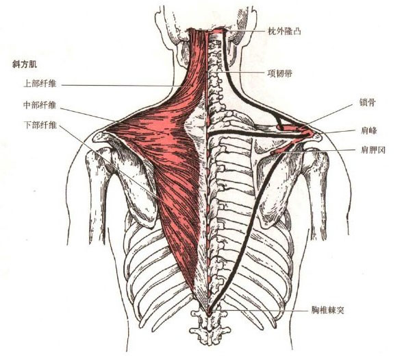 医学医药 医学图库标题:人体斜方肌解剖示意图-人体解剖图 斜方肌是
