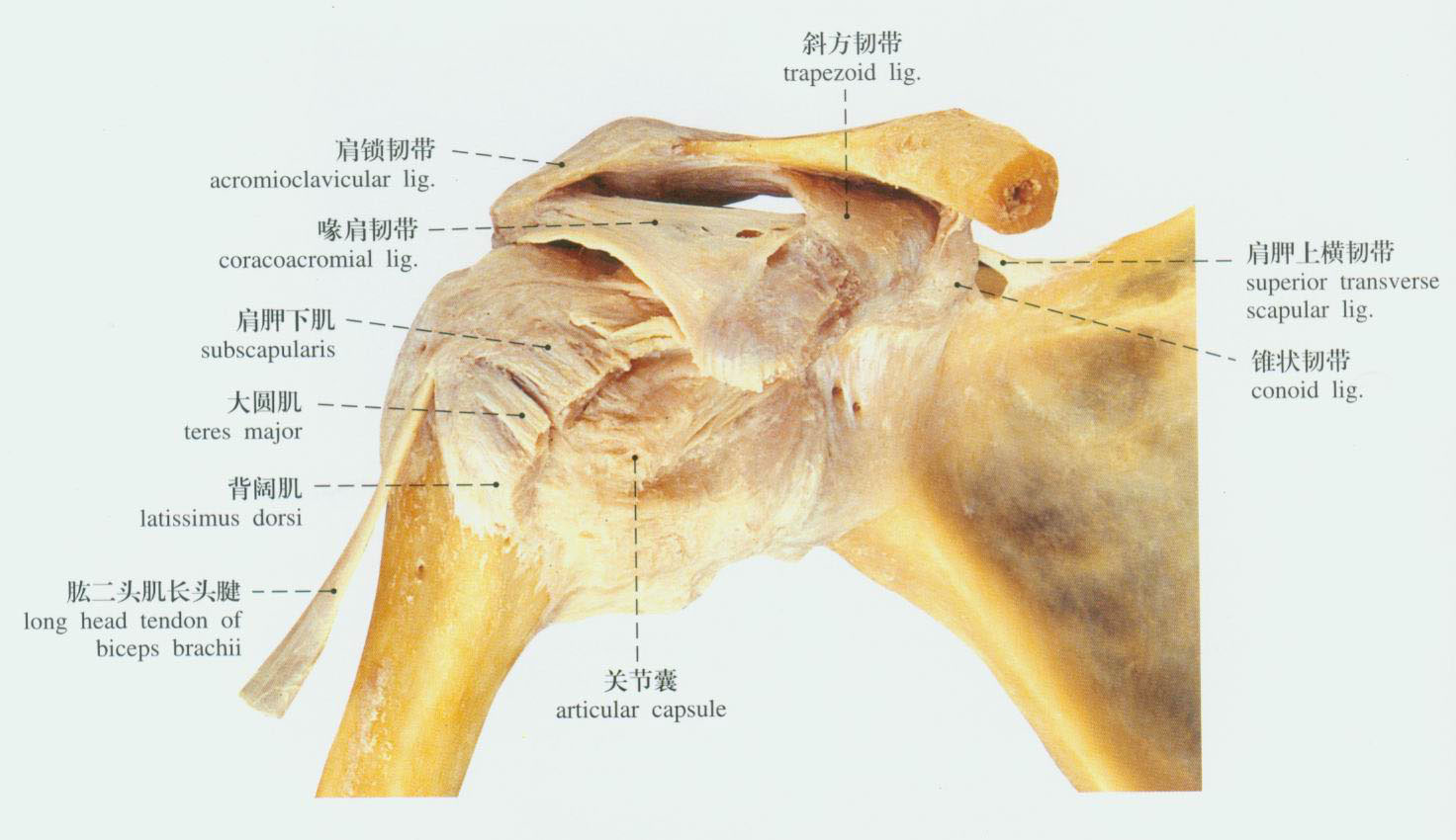 人体肩关节解剖示意图-人体解剖图