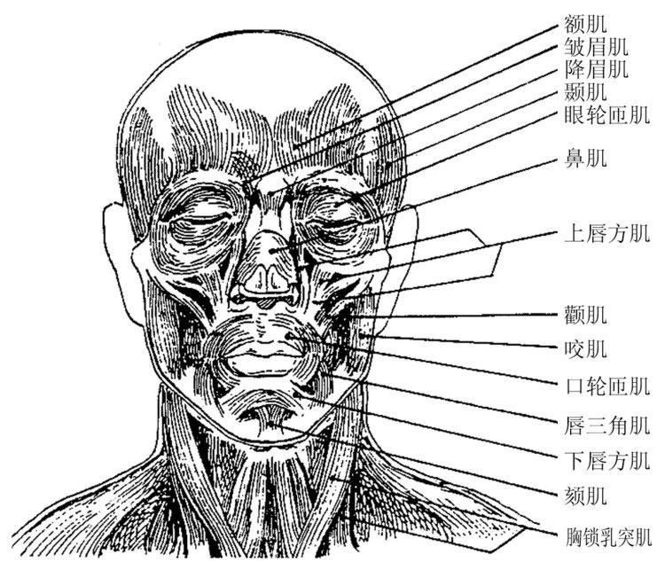 人体咀嚼肌解剖示意图-人体解剖图