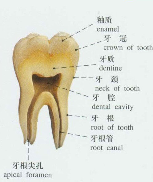 人体牙的构造示意图-人体解剖图