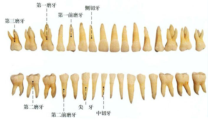 牙的构造解剖示意图-人体解剖图