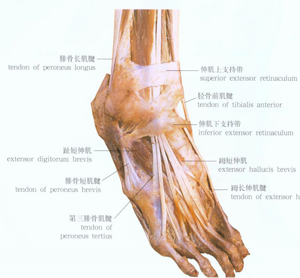 足部肌肉解剖示意图-人体解剖图