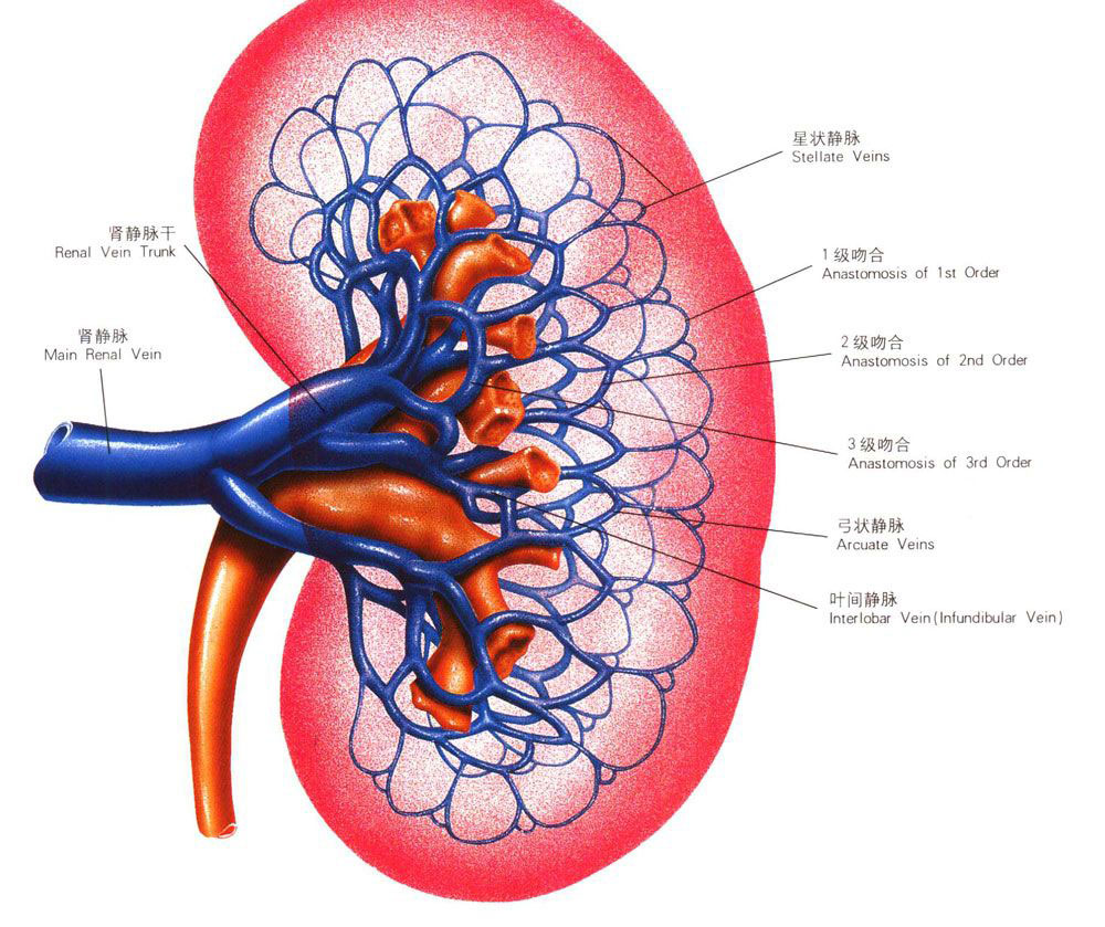 正常人体肾脏解剖图-人体解剖图