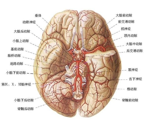 脑部动脉分布示意图-人体解剖图