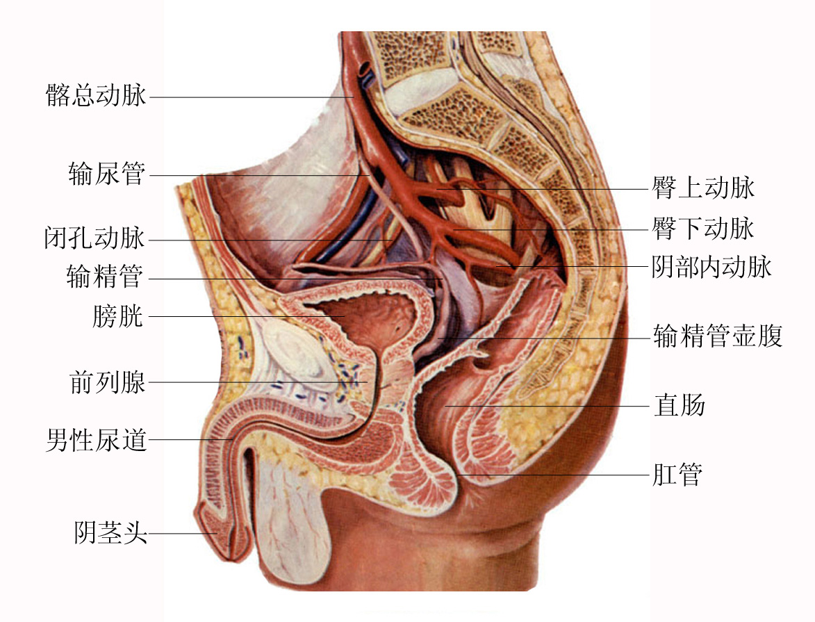 男性生殖系统示意图-生理结构图