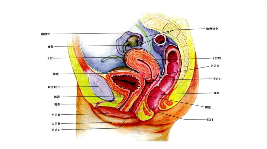女性生殖器官