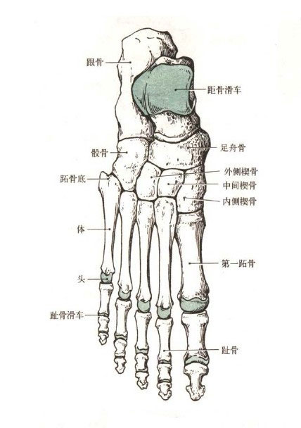 脚的结构图骨点和节点图片