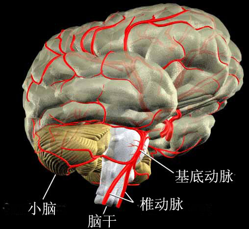 人体小脑部位解剖图