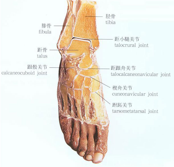 人体脚部结构图解大全图片
