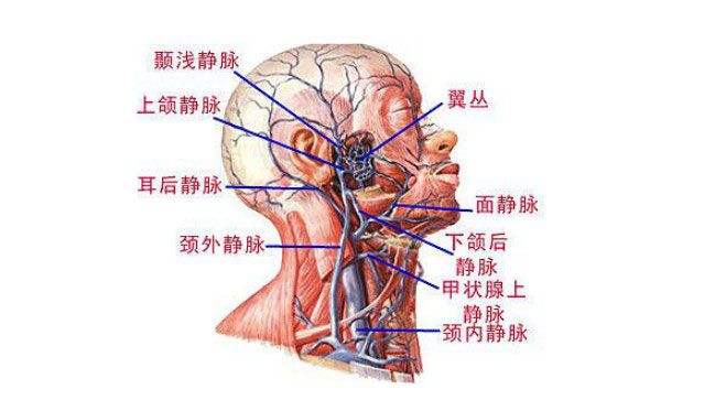 颈静脉位置怎么找图片图片