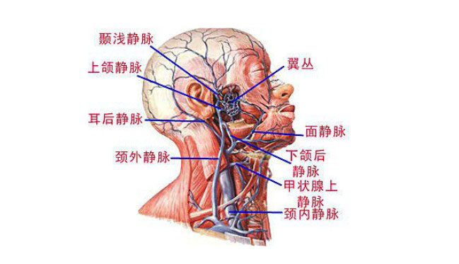 头颈部血管详细解剖图片