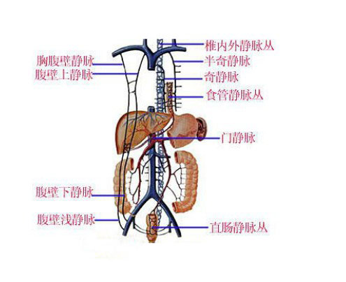 静脉解剖学