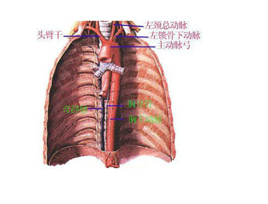 肋间血管解剖图片