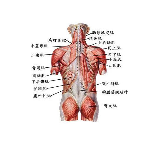 人体背部位解剖图谱