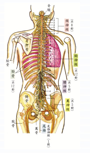 人体后背部结构图图片