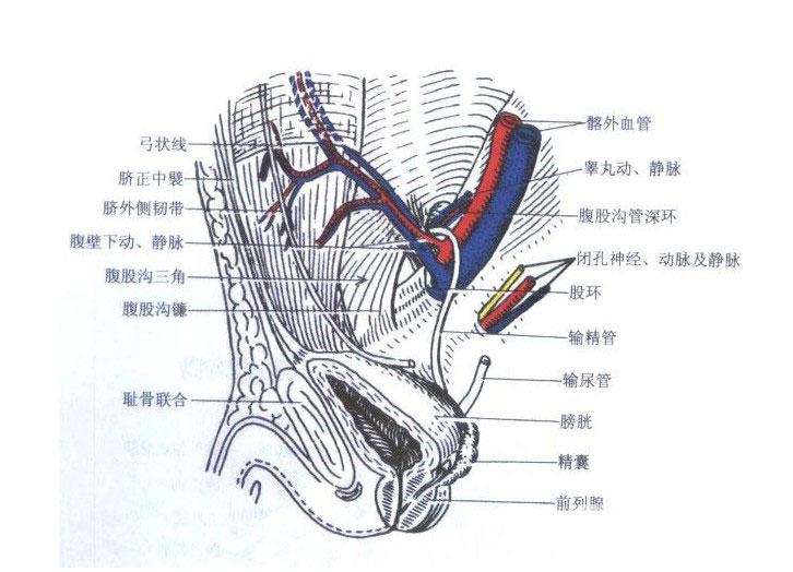 腹股沟管浅环图片