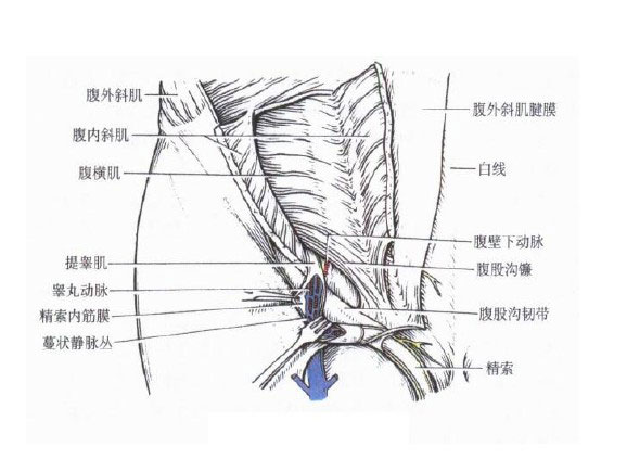 腹股沟管外口图片