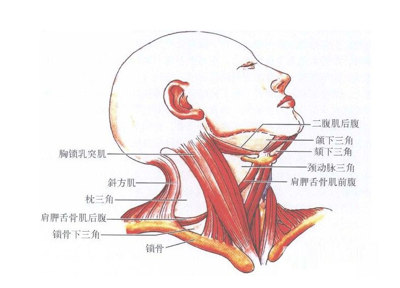 人体脖子部位图图片