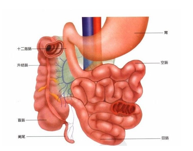 正常人体小肠解剖学人体解剖图