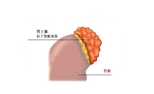 肾上腺的解剖位置图片图片