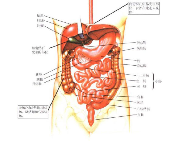 内脏分布图画高清胰腺图片