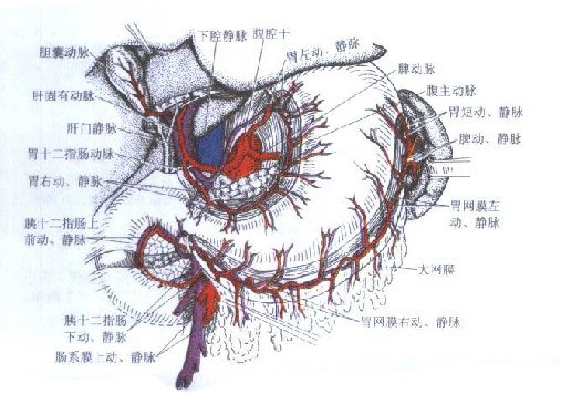 胃十二指肠动脉解剖图图片