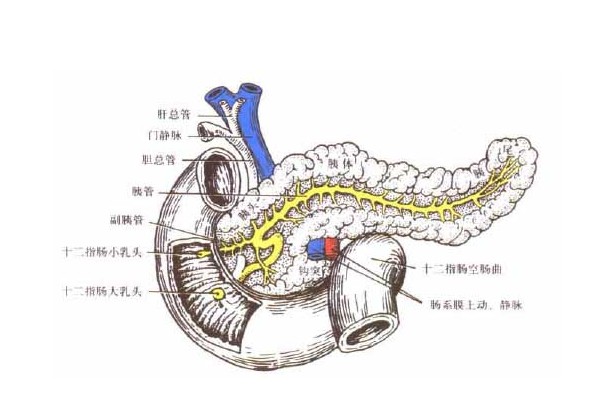 胰管解剖图片