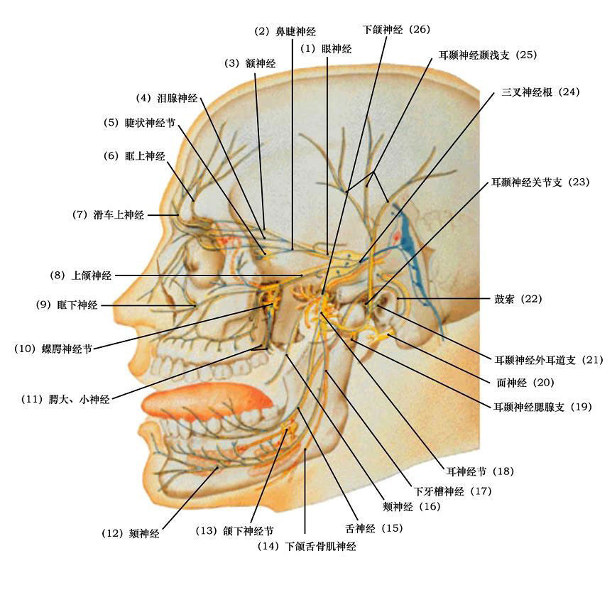 头部三叉神经位置图片图片