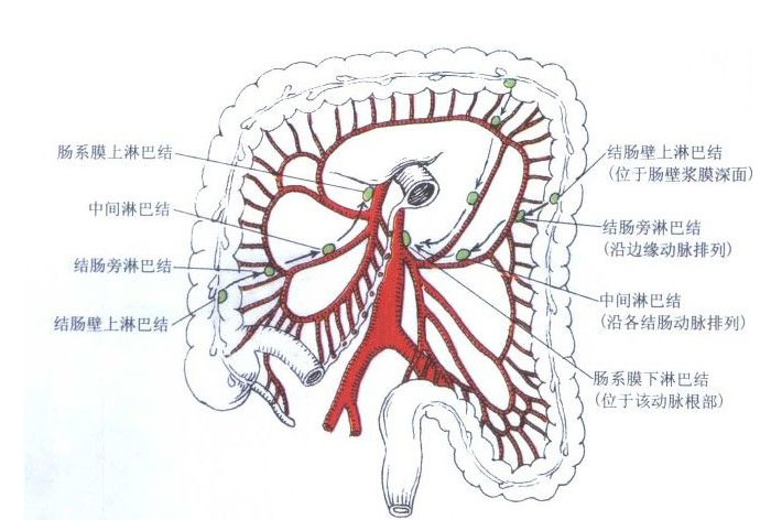 腹部淋巴结分区图解图片