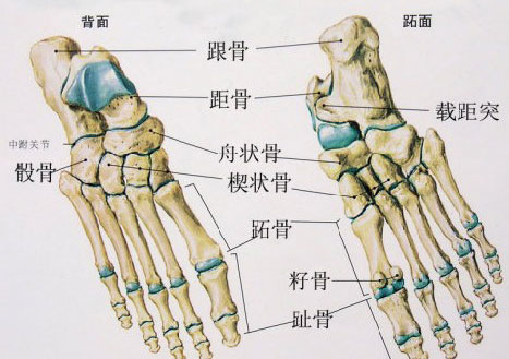 正常人的右脚骨骼图图片