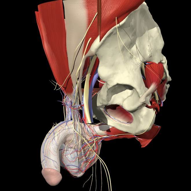 男性泌尿三维解剖图