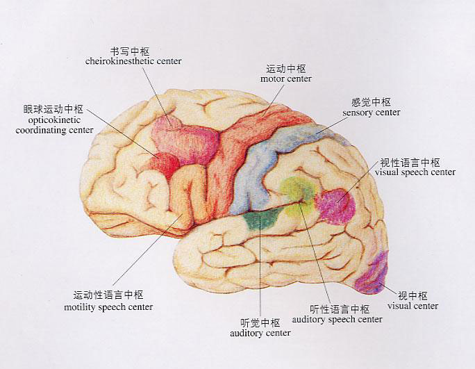 人体中枢神经示意图图片