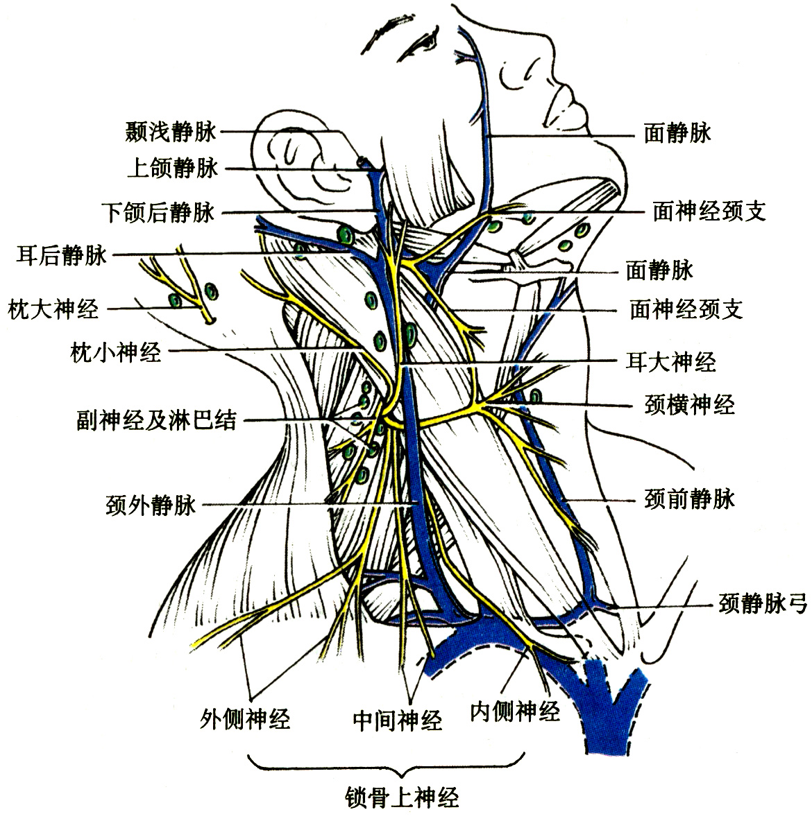 人体神经脉络图图片