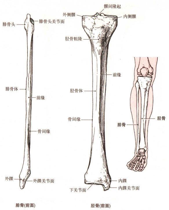 腓骨胫骨解剖示意图