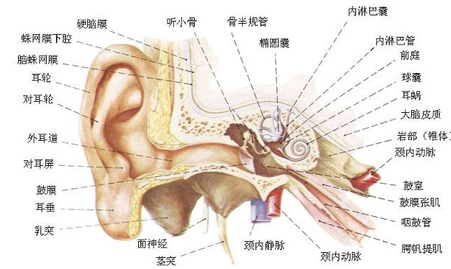 耳后解剖图图片